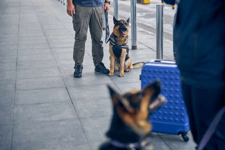 Sniffer dog or detection dog sitting beside male inspector in airportの写真素材