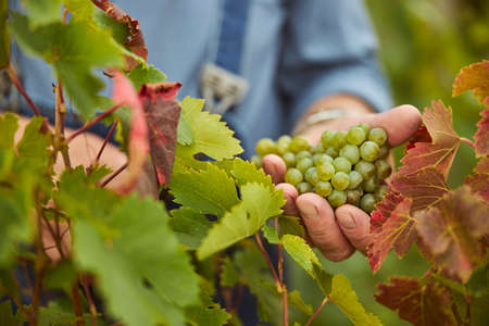 Close-up photo of cluster of grapes being held by a hand of a harvester