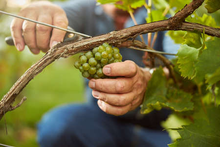 Cropped photo of a hard-working man using secateurs for cutting off grapes off the vineの写真素材