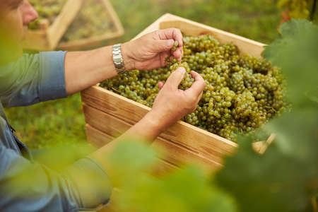 Croped photo of an unrecignised man taking grapes out of the wooden box while preparing for wine-makingの写真素材