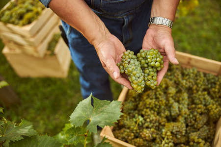 Cropped photo of a two juicy grape clusters being held by a vineyard workerの写真素材