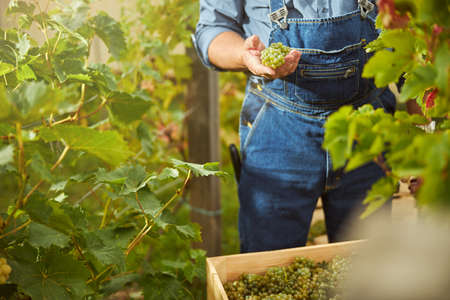 Cropped photo of a man wearing a jeans jumpsuit and holding a cluster of grapes