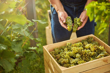 Cropped photo of unrecognisable man putting a couple of beauitful ripe grape clusters into a wooden boxの写真素材