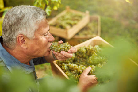 Aged man tasting ripe white grapes from the cluster while crouching near a wooden boxの写真素材