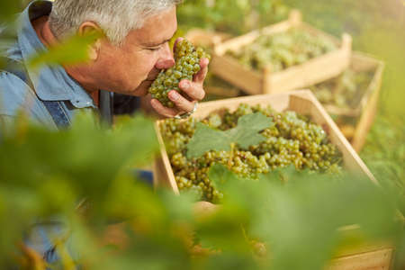 Aging farmer having his eyes closed while enjoying the aroma of freshly-harvested grapesの写真素材
