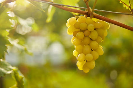 Close-up photo of a single juicy ripe grapes cluster hanging from a grapevineの写真素材