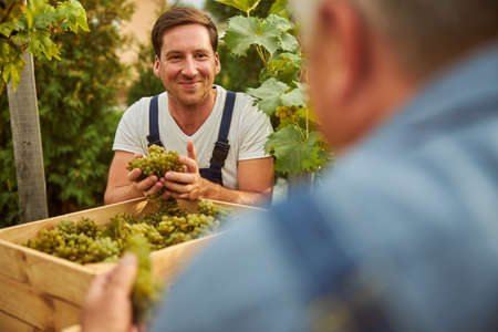 Joyful young man holding handfuls of ripe grapes and smiling while looking at an unrecognised man