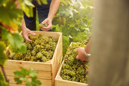 Cropped photo fo an unrecognisable man carefully putting hand-picked white grapes into a full wooden...