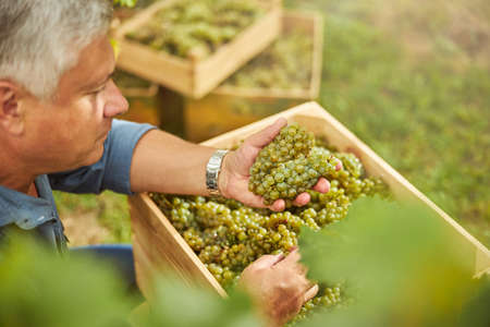 Cropped photo of a senior man holding and looking at some grape clusters above a wooden box