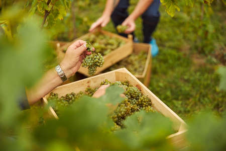Cropped photo of unrecognised people sorting out harvested grapes by putting them in wooden boxesの写真素材
