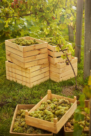 Multiple wooden crates filled with assorted white grapes
