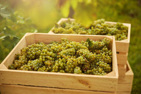 Top view of bunches of white grapes carefully stored in wooden containers for future wine-makingの写真素材