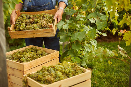 Cropped photo of a farm worker stacking wooden boxes of grapes in the vineyardの写真素材