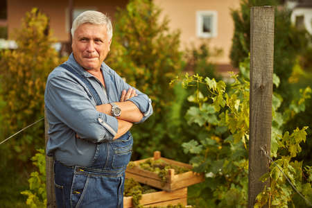 Aged man wearing a jeans jumpsuit having his arms crossed while standing in the vineyard and looking at the cameraの写真素材