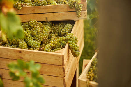 Close up of freshly-picked ripe grapes neatly put in wooden containersの写真素材