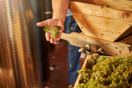 Cropped photo of a little cluster of grapes on a palm of a winery workerの写真素材