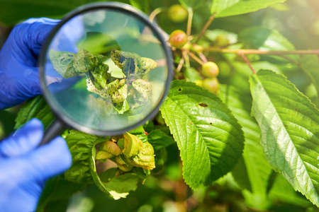Housewife treating leaves of plants from parasitesの写真素材