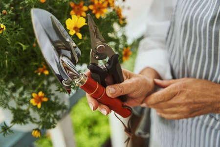 Housewife taking care of blooming plants with instrumentsの写真素材