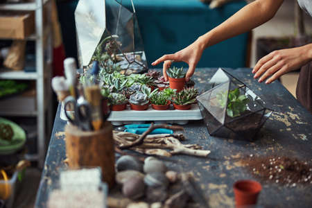 Floral decorator selecting an exotic succulent for plantingの写真素材