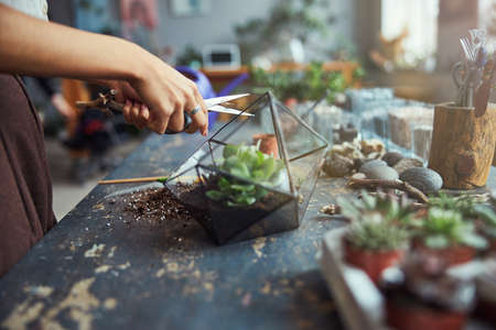 Professional florist decorating a polyhedron succulent terrariumの写真素材
