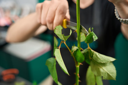 Close-up of cutting with knife leaves on stem of roseの写真素材