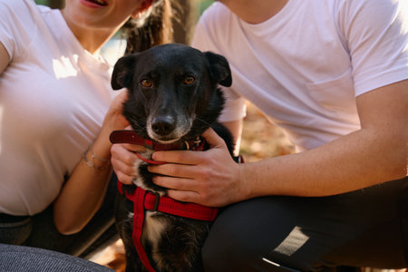 Photo of a black mongrel dog in a walking harness