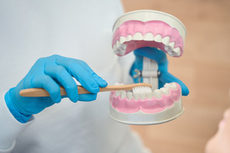 Doctor hygienist holds model dentition with braces in his hands