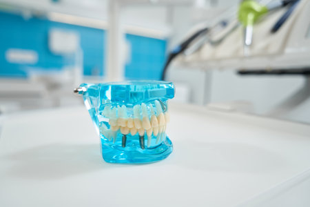 Artificial jaw used by dentists for patient education and medical studentsの写真素材