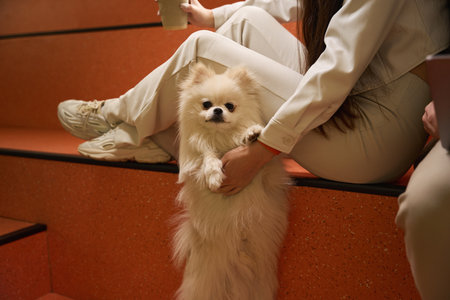 Calm white Pomeranian and two people indoorsの写真素材
