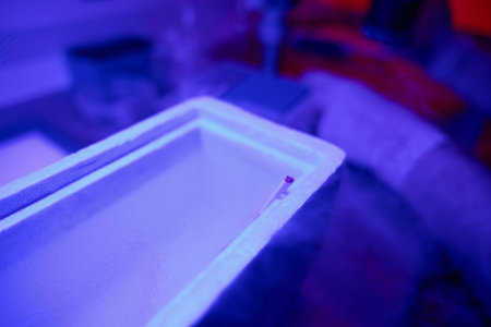 Straw with embryo in tank with liquid nitrogen, rapid freezing
