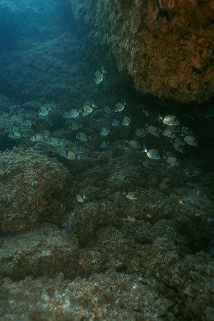 Fish school of Common Two-Banded Seabream Diplodus vulgaris on underwater coral reef in oceanの写真素材