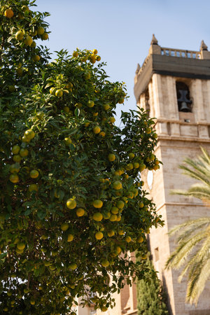 Orange tree and a building in Valancia Spainの写真素材
