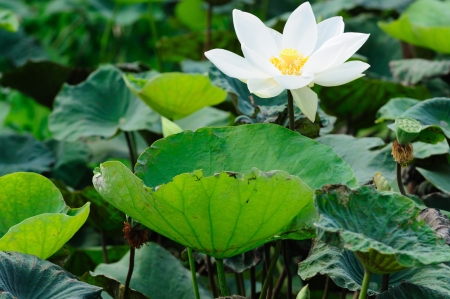 White lotus flower on water gardenの写真素材