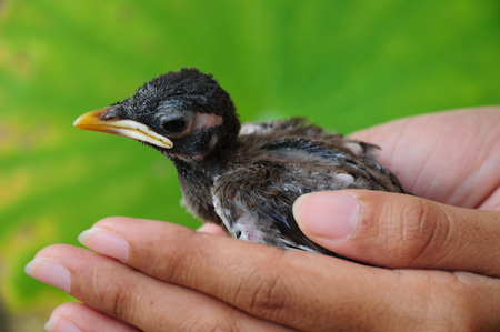 Save and protect animal life on handの写真素材
