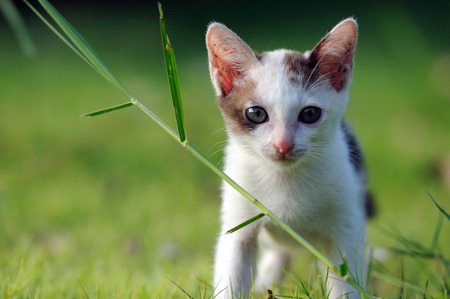 Cat look at front, on green fieldの写真素材