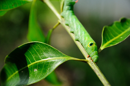 Green worm on branch on green backgroundの写真素材