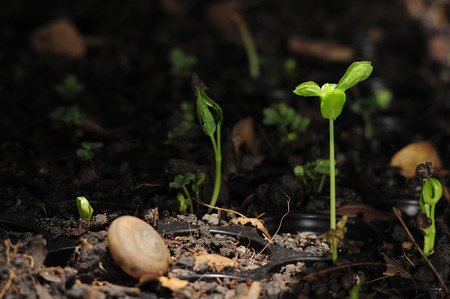 Young Baby Plant, seeding a new liveの写真素材