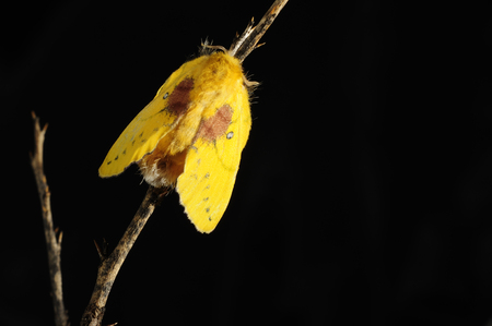 Moth on black an stand on little branchの写真素材