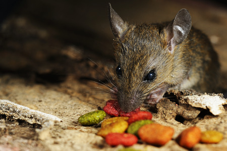 Rat eating feed on wood texture backgroundの写真素材