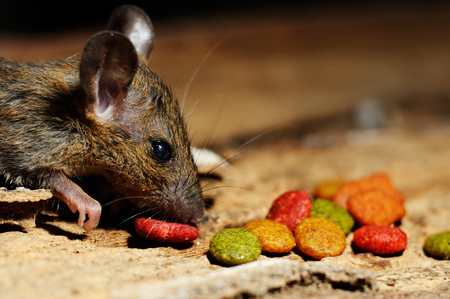 Rat eating feed on wood texture backgroundの写真素材