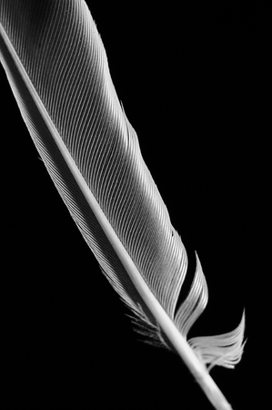 Black and white single feather. Vertical colorの写真素材
