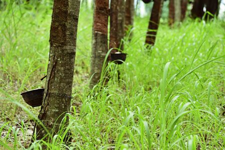 Rubber latex storage in the rubber plantation by cutting the skin and bringing the cup to the rubber latex.の写真素材