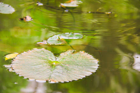 Lotus leaf