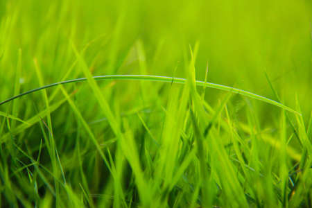 Grassの写真素材