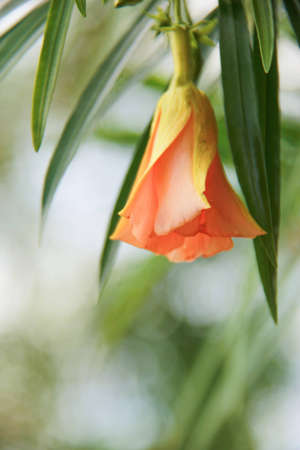 Orange flower with leaves backgroundの写真素材
