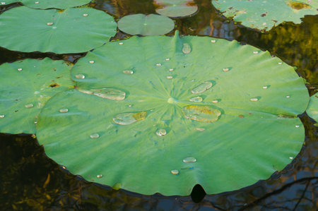 Lotus leftの写真素材