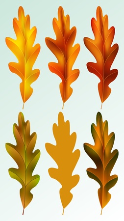 autumn oak leavesのイラスト素材