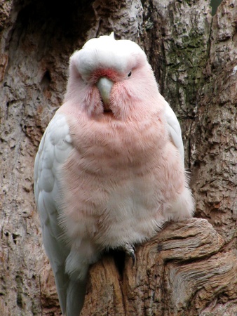 Parrot on trunk.の写真素材