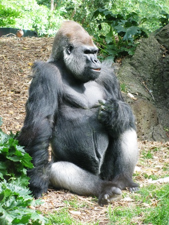  Gorilla Thinker