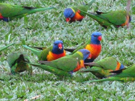 parrotsの写真素材